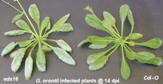 G. orontil infected plants